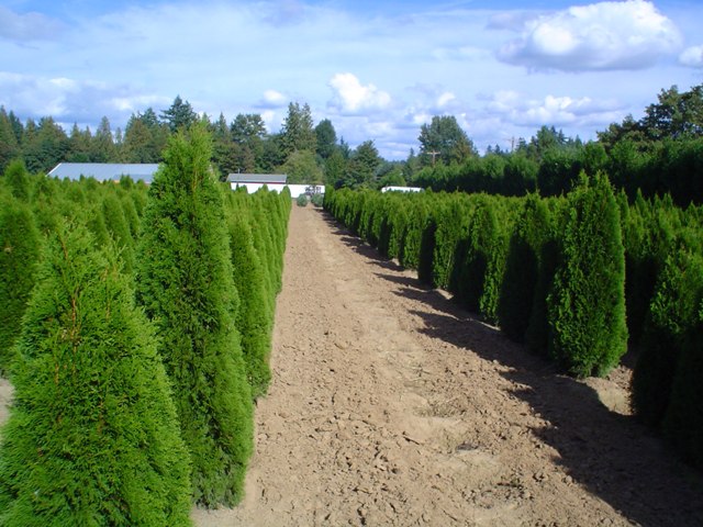 Emerald Green Arborvitae - Thuja Occidentalis Smaragd