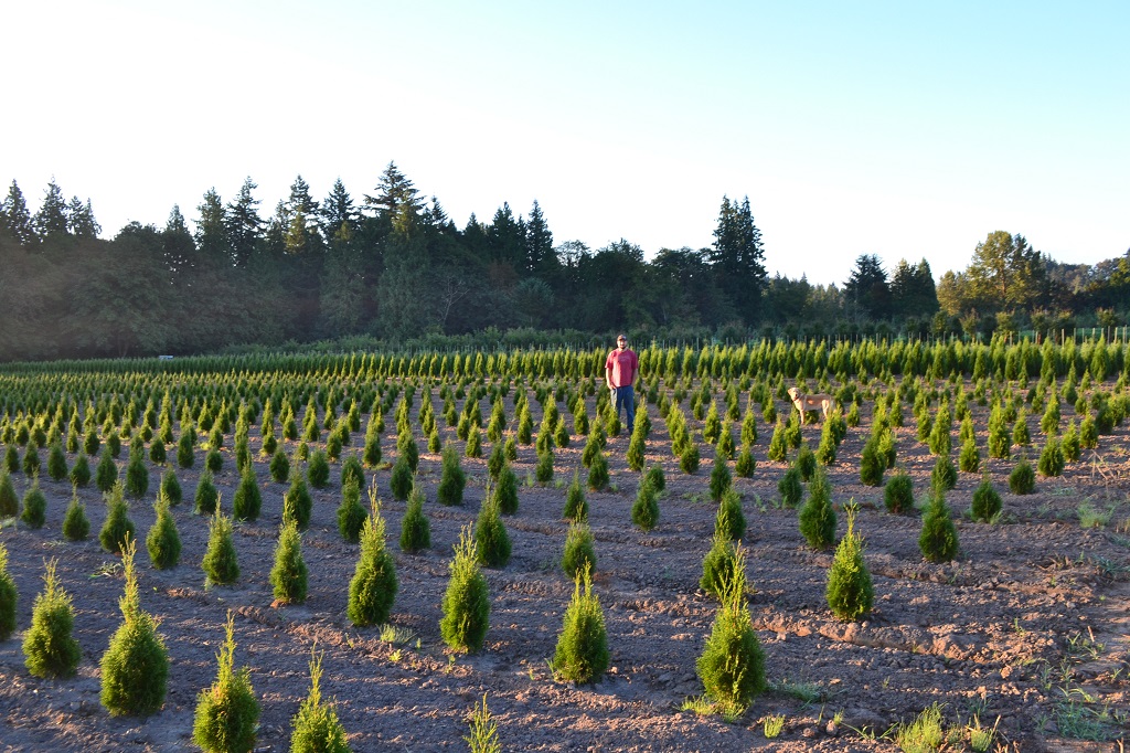 Emerald Green Arborvitae - Thuja Occidentalis Smaragd