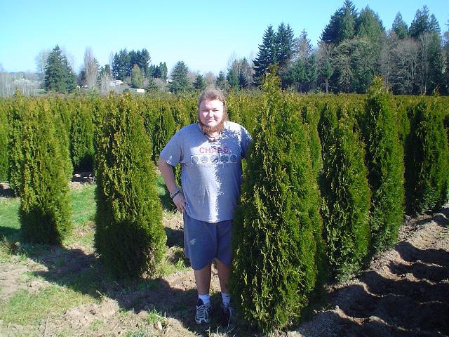 Emerald Green Arborvitae - Thuja Occidentalis Smaragd