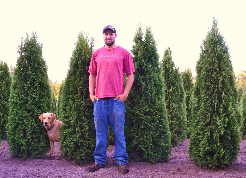 Emerald Green Arborvitae - Thuja Occidentalis Smaragd