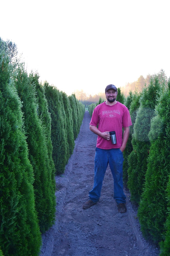 Emerald Green Arborvitae - Thuja Occidentalis Smaragd